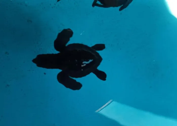 The & Turtle Sanctuary ペムテラン