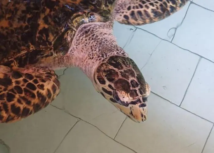 The & Turtle Sanctuary