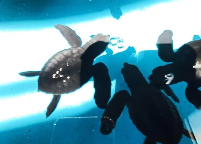 The & Turtle Sanctuary 5* ペムテラン
