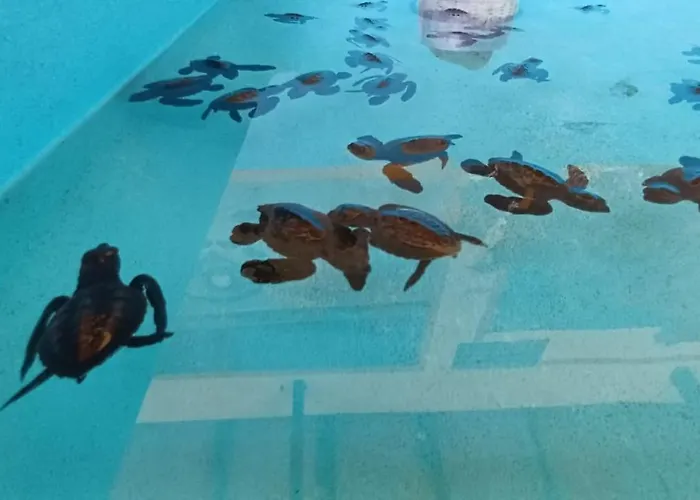The & Turtle Sanctuary ホテル ペムテラン