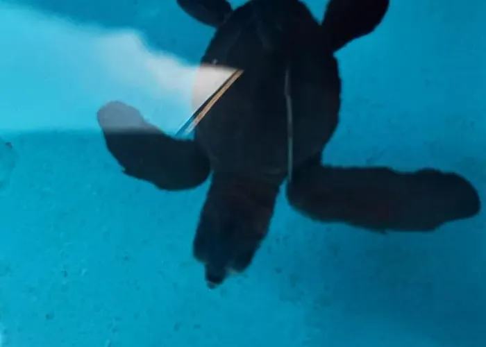 The & Turtle Sanctuary ペムテラン