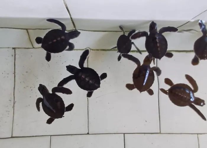 The & Turtle Sanctuary ホテル