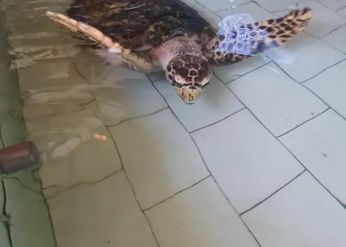 The & Turtle Sanctuary 5* ペムテラン
