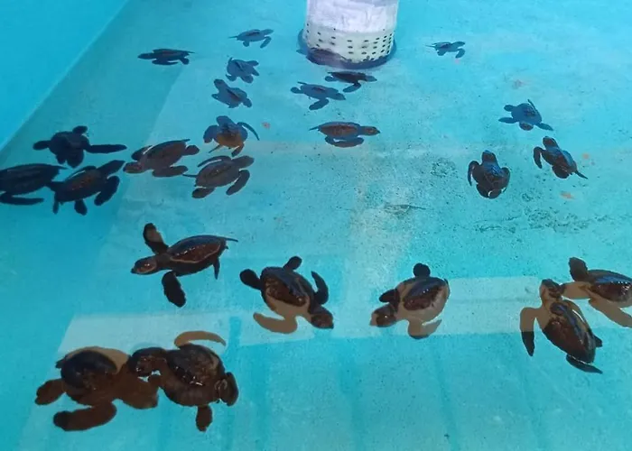 ホテル The & Turtle Sanctuary